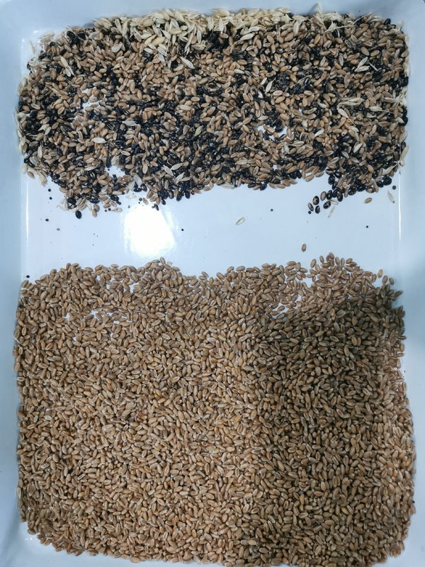 Wenyao 5 Chute Máquina de clasificación de color de sorgo maíz maíz trigo cebada arroz