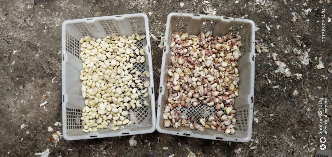 Máquina de clasificación de clavo de ajo clasificador de color de ajo para procesamiento de alimentos
