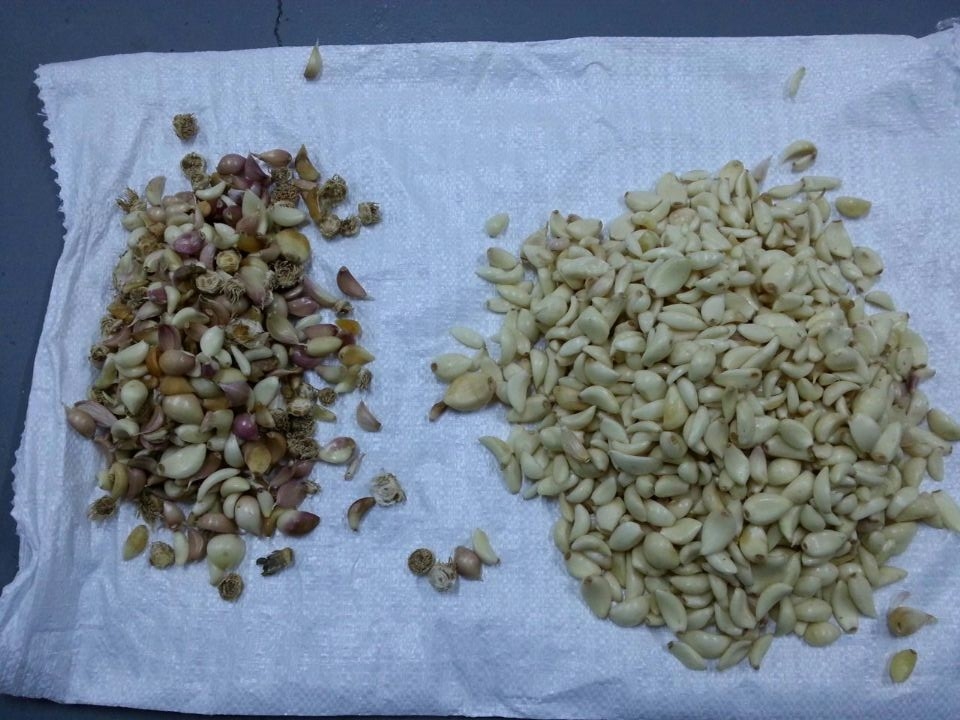 Máquina de clasificación de clavo de ajo clasificador de color de ajo para procesamiento de alimentos