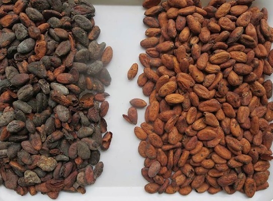 Fuente de luz Wenyao Detección de color completo para el refinamiento de granos de cacao clasificador de color