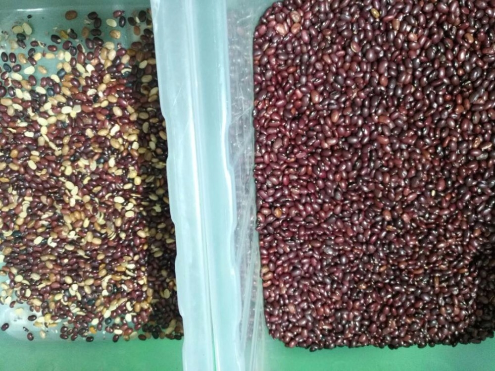 Máquina de clasificación óptica de color de frijoles rojos y riñones inteligente de alta precisión