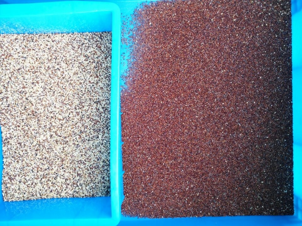 2 canales Máquina de clasificación de colores de goma de durazno de alta precisión