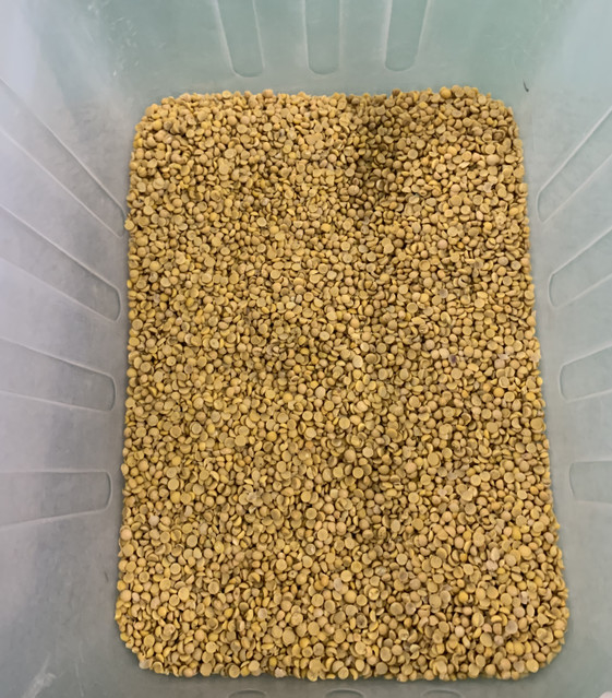 Máquina clasificadora de color de frijol de soya, haba ancha y frijol rojo de 3 canales totalmente automática Wenyao