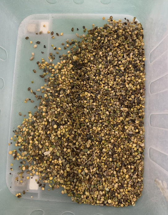 Wenyao Full Automatic 3 Chute Soya Broad Renal Bean Color Sortadora de la máquina