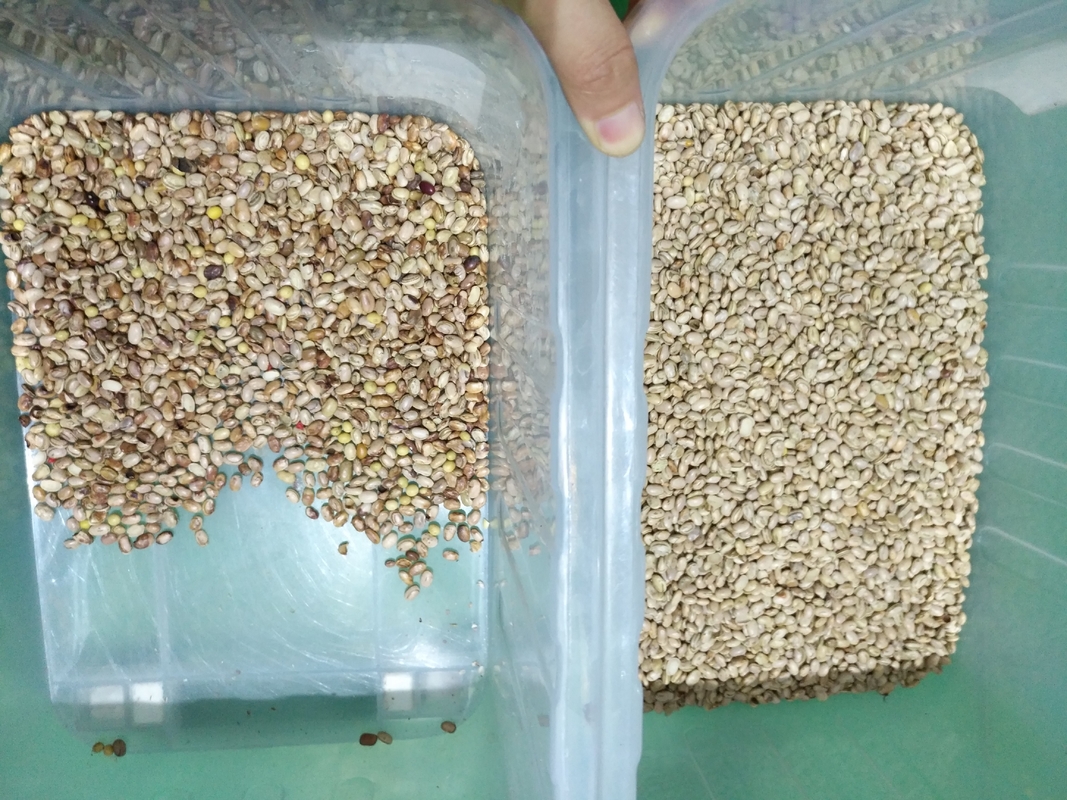 Wenyao Máquina de clasificación óptica de alto rendimiento Rino Frijol Brasil Frijol Máquina de clasificación de color