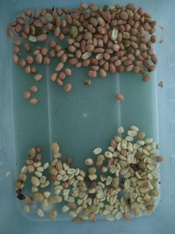 Máquina de clasificación de color de cacahuete profesional para pelar cacahuetes