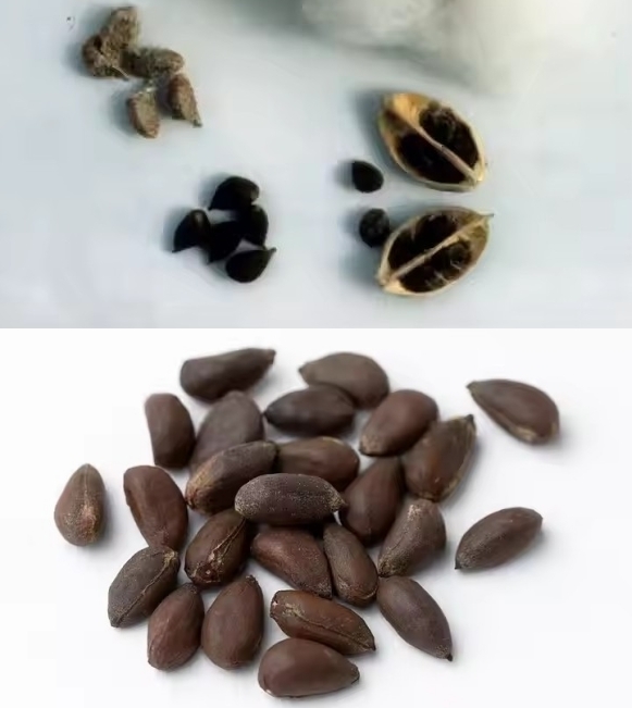 Wenyao Máquina de clasificación de colores óptica profesional de sésamo Semillas de algodón Máquina de clasificación de colores precio