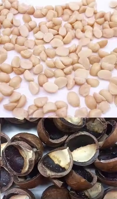 Precisión de la cámara CCD Máquina automática de clasificación de colores de nueces de macadamia