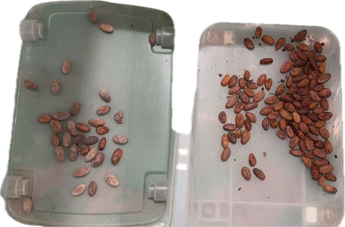 Wenyao 2025 Nuevo Proveedor Chino de Fábrica de Clasificadora Óptica Máquina Clasificadora por Color para Coco y Nueces