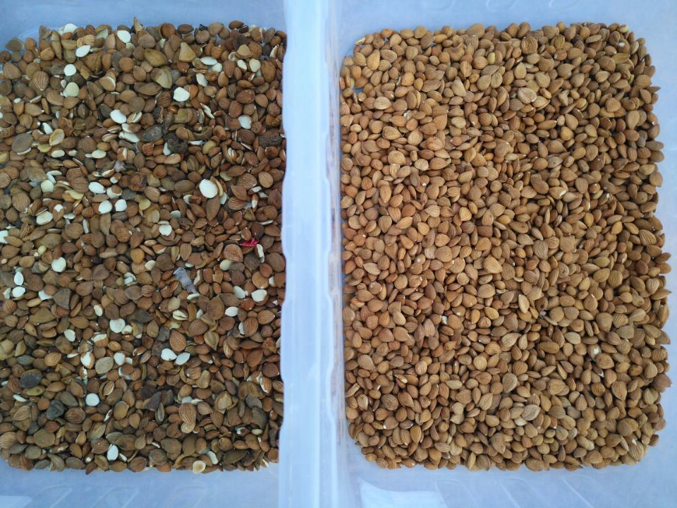 Clasificador a todo color del color de la nuez de la almendra de la clasificadora del color de la cámara CCD de la función de Wenyao Multi