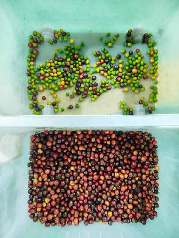 Wenyao CCD clasificador de color para granos de café con un 99,99% de precisión