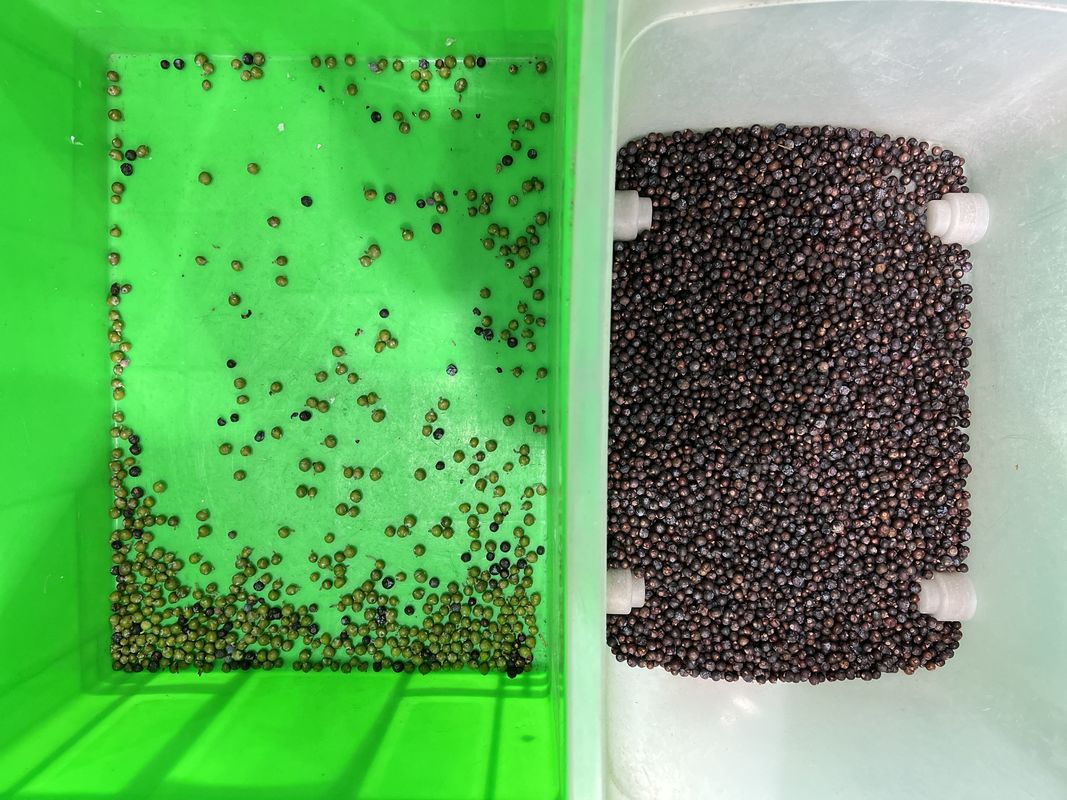 Máquina clasificadora de color automática Wenyao para separación de color de arándanos frescos y bayas de enebro