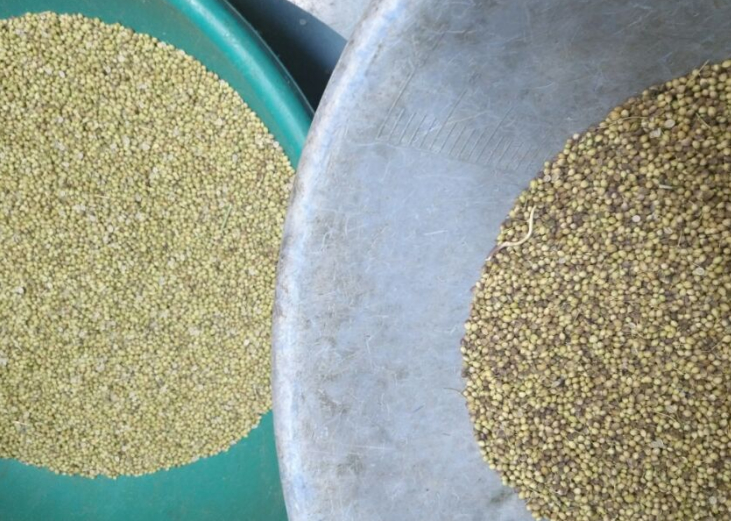 China Venta caliente Máquina inteligente automática de clasificación de color de semillas de cilantro de cebada Wehat