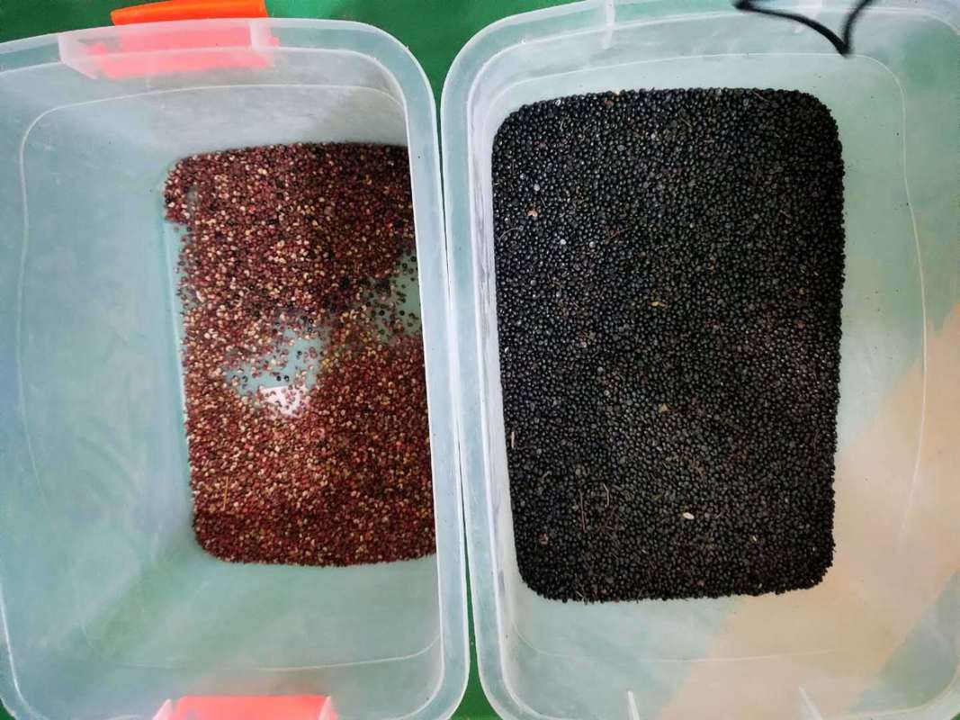 Máquina clasificadora automática de color de pimienta negra Wenyao para clasificación de semillas y frijoles de alta precisión