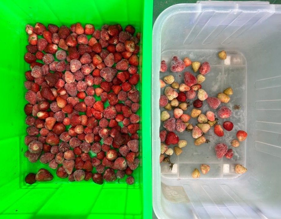 Clasificadora de color de cerezas de café óptica inteligente, máquina clasificadora de patatas pequeñas, clasificadora de color de arándanos