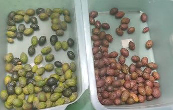 Clasificadora de color de cerezas de café óptica inteligente, máquina clasificadora de patatas pequeñas, clasificadora de color de arándanos