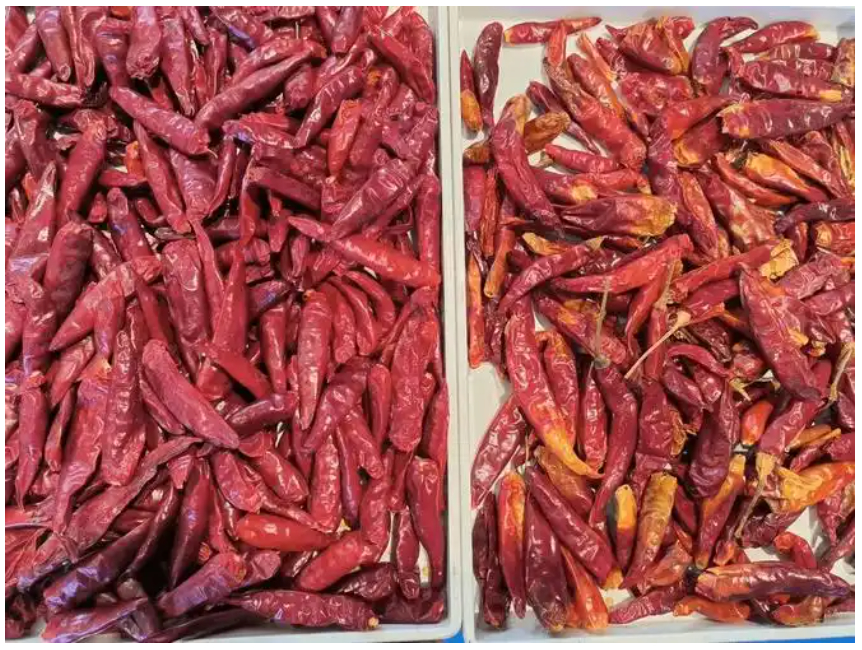 Clasificadora de color de banda óptica WENYAO para hibisco, palitos de canela y chile con alta precisión de clasificación