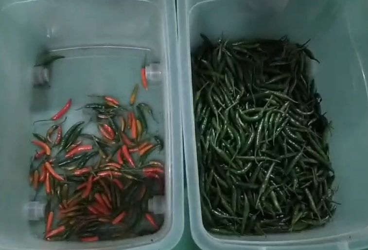 Buen precio Visión óptica inteligente Máquina de clasificación de chile