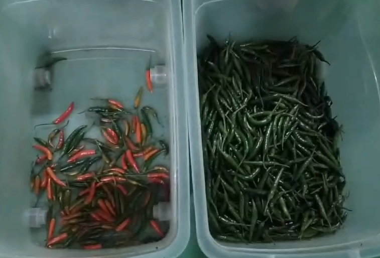 Clasificadora de color de banda óptica WENYAO para hibisco, palitos de canela y chile con alta precisión de clasificación