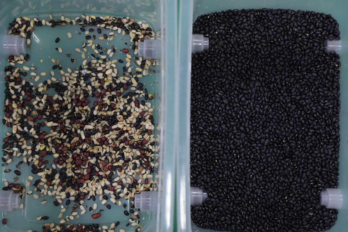 Clasificadora de color de soja CCD de alta capacidad WENYAO para frijol mungo negro