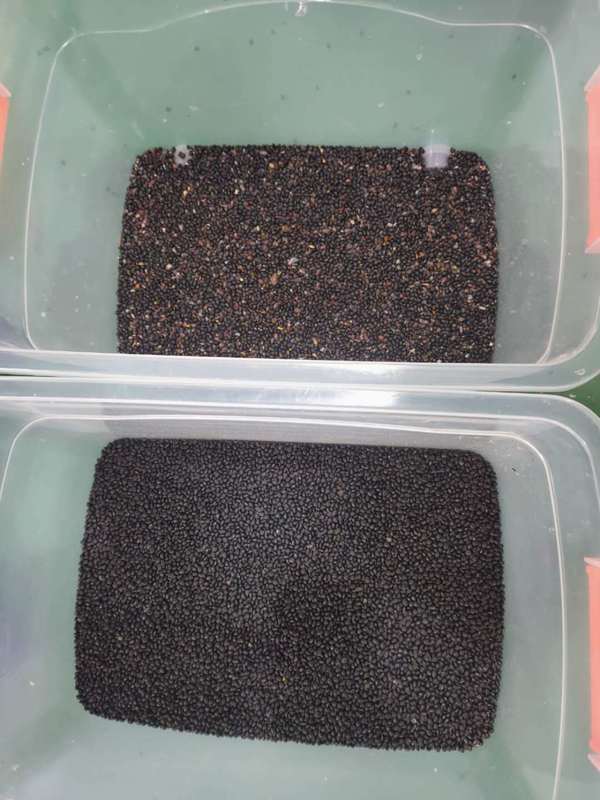 Ventas de fábrica 320 canales CCD clasificador de color con 99,99% de precisión de clasificación y 304 construcción de acero inoxidable