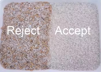 Máquina separadora de nueces de la India, máquina clasificadora de color de frijoles, máquina para eliminar granos de café mohosos y en mal estado, clasificadora de alta precisión