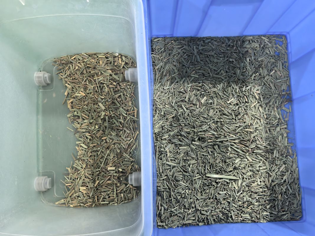 WENYAO CCD Seleccionador de color de especias Máquina óptica de clasificación de color de hierba de limón con precio de fábrica