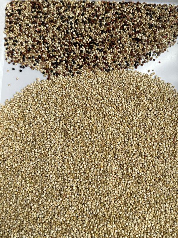 Wenyao El más nuevo aprendizaje de IA separador de color agrícola equipo de clasificación de color de quinua para limpieza de granos de arroz clasificador óptico automático