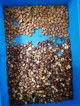 CCD Color Sortador con cámaras CCD para almendras Nueces de anacardos cacahuetes 0,3-0,5 PTH Capacidad y 2 años después del servicio