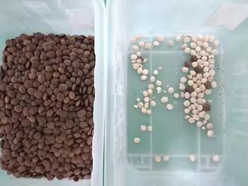 Clasificadora de Colores de Frutos Secos WENYAO con Cámaras CCD Capacidad de 0.3-0.5 PTH y 2 Años de Servicio Postventa para Semillas, Granos, Frijoles y Trigo