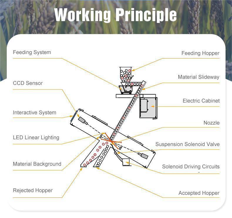 WENYAO Clasificadora de Nueces y Clasificadora Óptica a Todo Color de Alta Eficiencia con 128 Canales