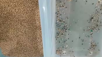 High Accuracy Grain Color Sorter with 3-8TPH Output and ≥99.99% Sorting Accuracy for Rice Buckwheat Quinoa Wheat Millet