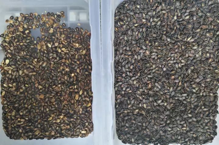 Clasificador de color CCD para cacahuetes, almendras, nueces, clasificadora de color inteligente con alta precisión