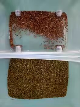 Automatic Coffee Cherry Color Sorter Machine White Beans  Coffee Beans CCD Separating Machine