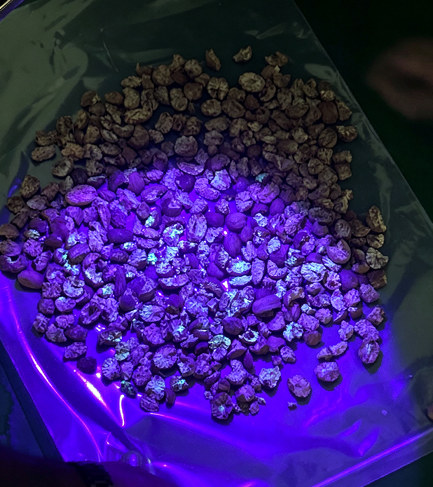Máquina clasificadora de nuez moscada y maní para eliminar partículas de aflatoxina con tecnología de luz UV