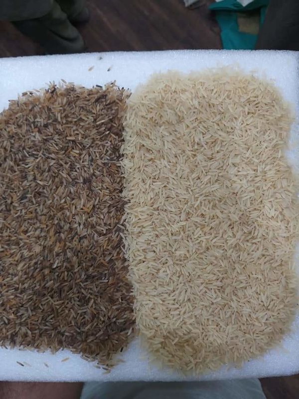 8 Chutes 512 Canales Arroz Trigo Granos Semillas Clasificador de color Máquina clasificadora con servicio de control remoto Wifi