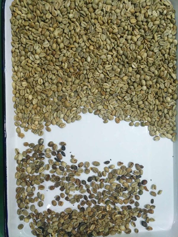 4 canales inclinados 256 canalizan la máquina del clasificador del color del café para las habas Wifi teledirigido