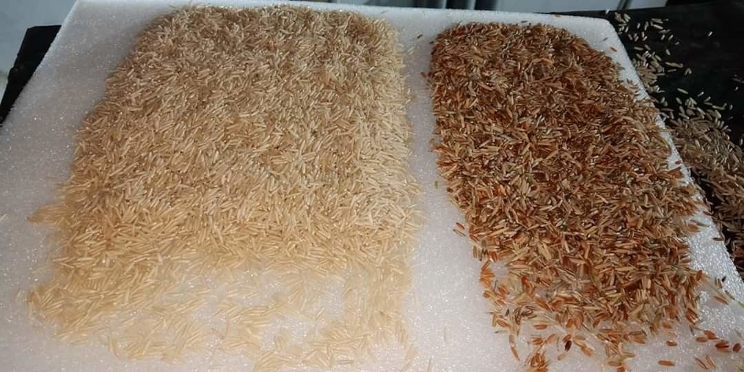 Clasificador del color del arroz del CCD, canales automáticos de la fresadora 256 del arroz