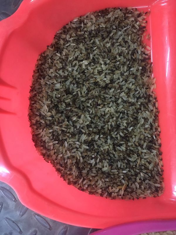Clasificador óptico del color del arroz del CCD, clasificadora del color del trigo de 4 canales inclinados