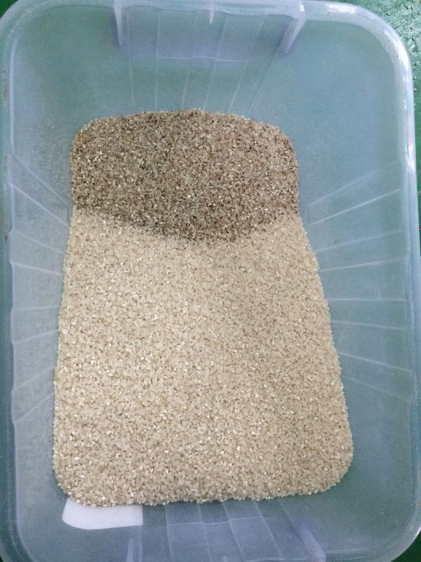 Canales multifuncionales de la máquina 256 del clasificador del color para la clasificación del arroz