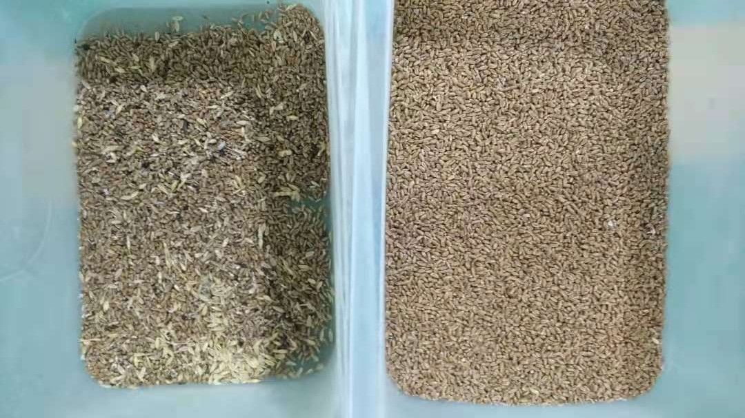 Clasificador del color del trigo de la avena, 1 máquina de Ton Capacity Barley Color Sorting