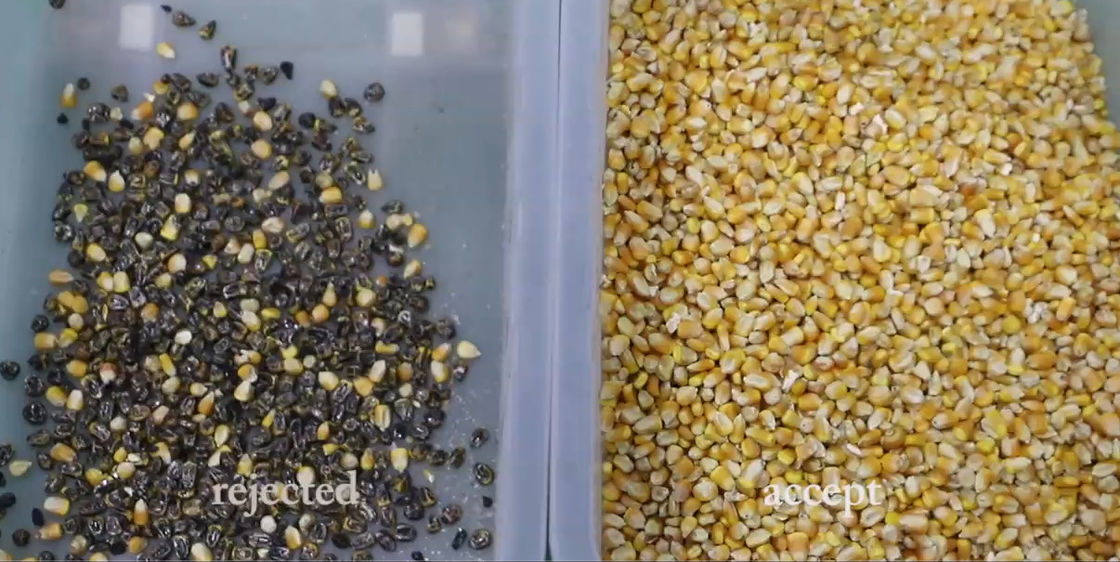 Máquina de clasificación de color de grano de alta resolución, 1 cañón de quinua en fábrica