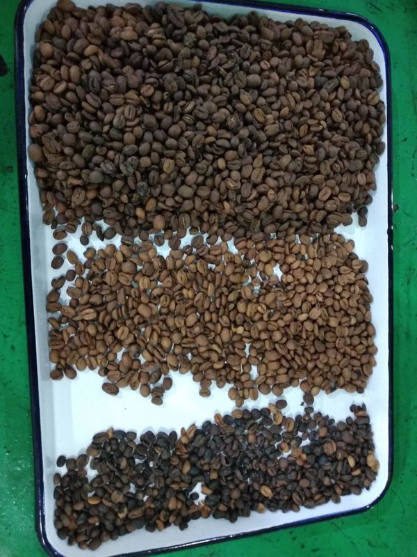 Máquina para clasificar los granos de café en el proceso de tostado