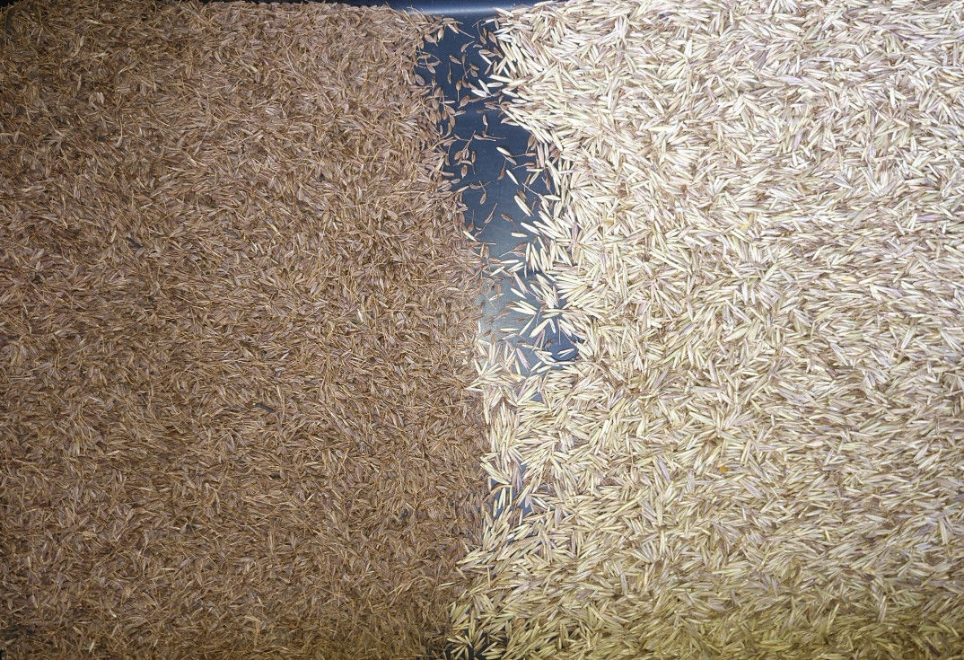 1 limpiador del grano del clasificador del color del pixel de la clasificadora 5400 del trigo del grano del canal inclinado
