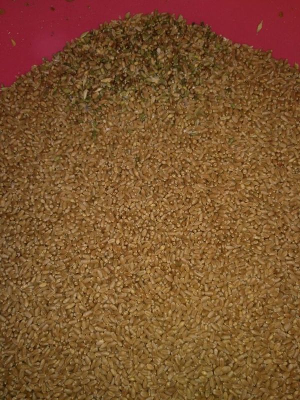 3t/h 4 canaliza la clasificadora del grano multi para el trigo de la cebada