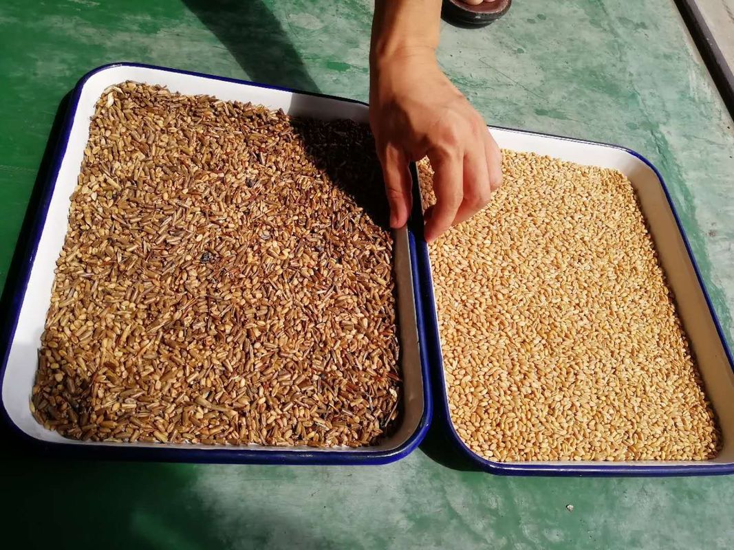 3t/h 4 canaliza la clasificadora del grano multi para el trigo de la cebada
