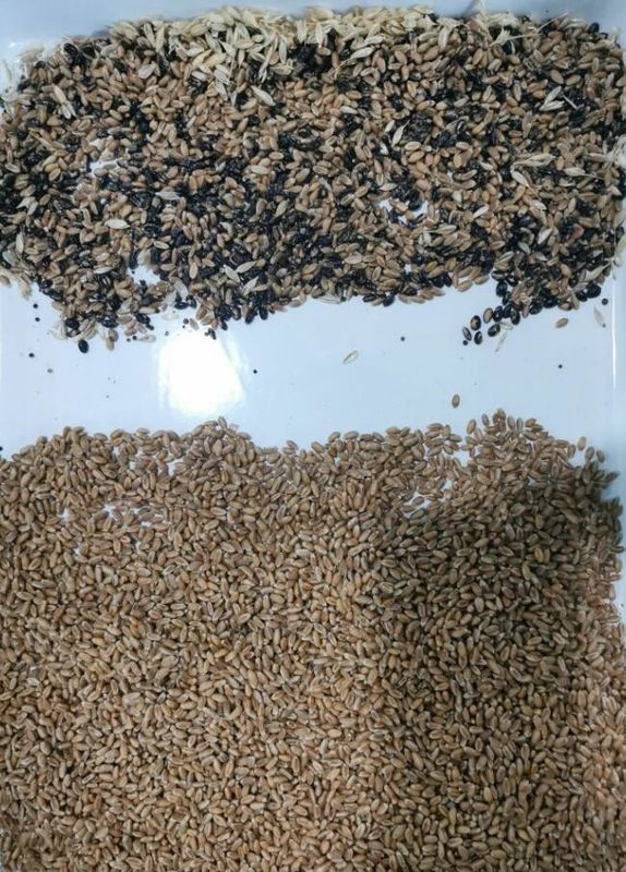 Quinua inteligente de la avena del trigo del clasificador del color del alforfón que separa las cámaras inclinadas 6 de la máquina 3