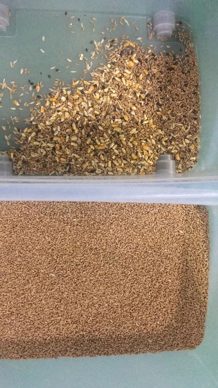 Quinua inteligente de la avena del trigo del clasificador del color del alforfón que separa las cámaras inclinadas 6 de la máquina 3