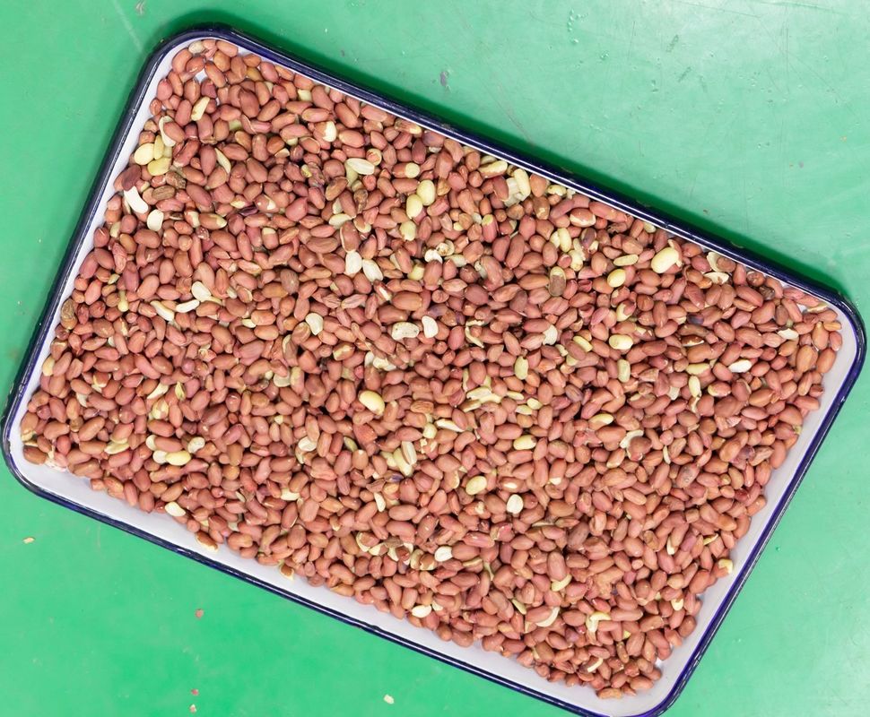 Clasificador del color de 4 nueces de los canales inclinados, máquina óptica del cacahuete de 256 canales