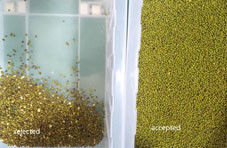 Sortidor de colores de soja Pules Selector de clasificación Máquina de selección de semillas de soja verde Negro Sohum